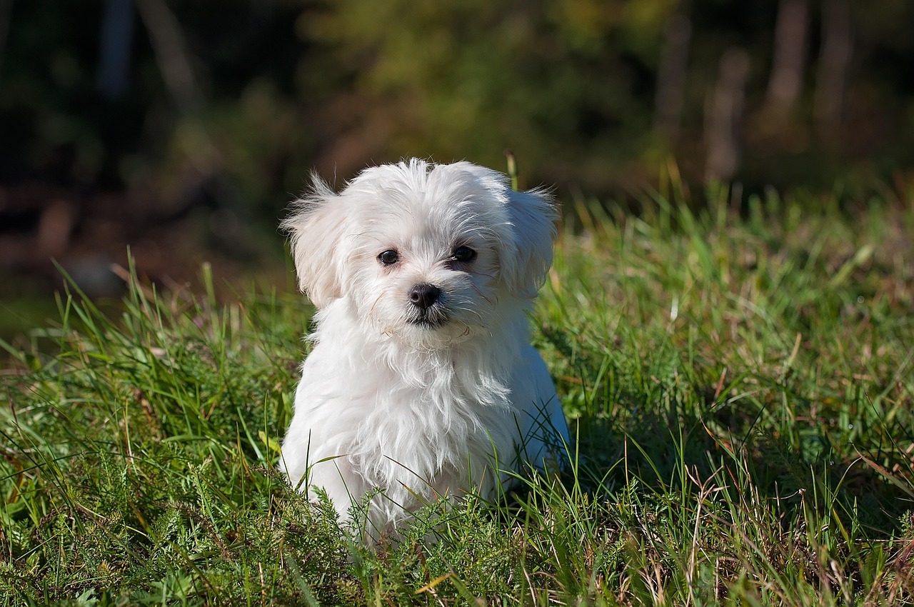 maltese, dog, puppy, small dog, nature, white dog, young, pet, animal, young dog, domestic dog, canine, mammal, cute, adorable, meadow, outdoors, portrait, animal portrait