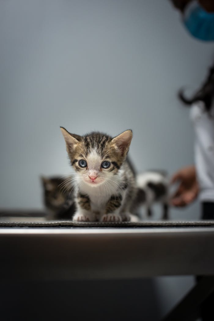 Close-up of a cute rescue kitten at a vet clinic in Trinidad. Perfect for pet adoption themes.