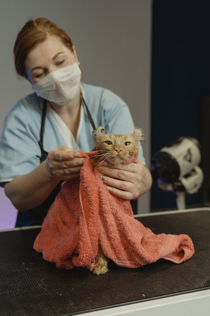 about-03 A veterinarian in a mask grooming a cat wrapped in a towel.