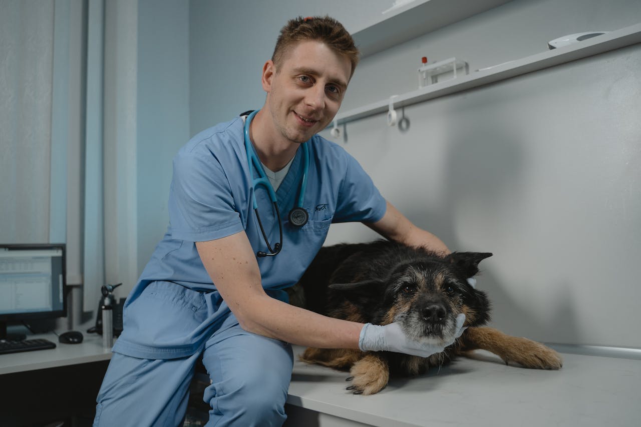 about-02 Veterinarian conducting a health check on a black dog in a clinic.