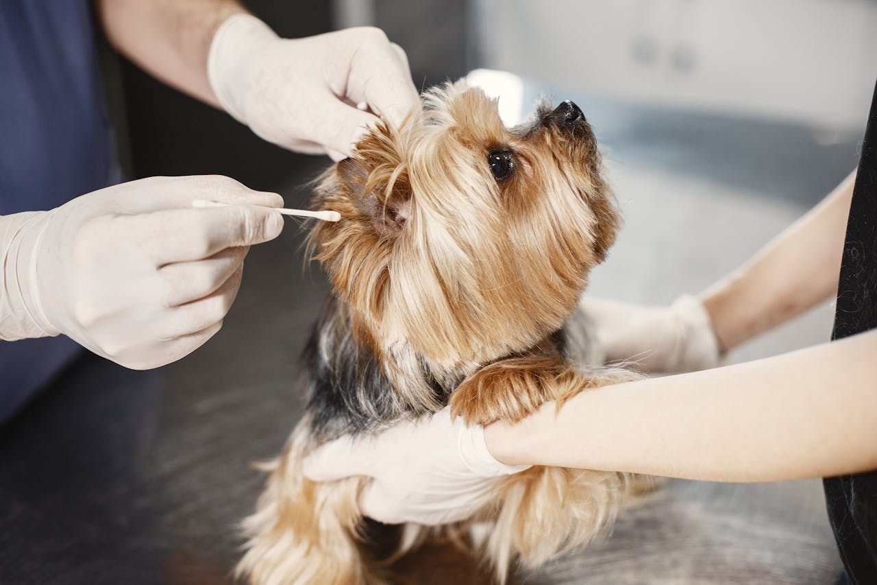 services-01 A Yorkshire Terrier gets its ear cleaned by a veterinarian with gloves and cotton bud.