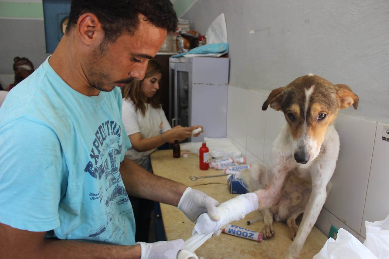 services-02 A caring veterinarian bandages the leg of an injured dog in a clinic setting.