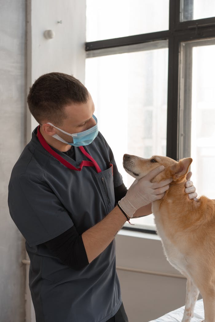 about-01 Veterinarian performing a check-up on a dog in an indoor clinic setting, focusing on animal health.