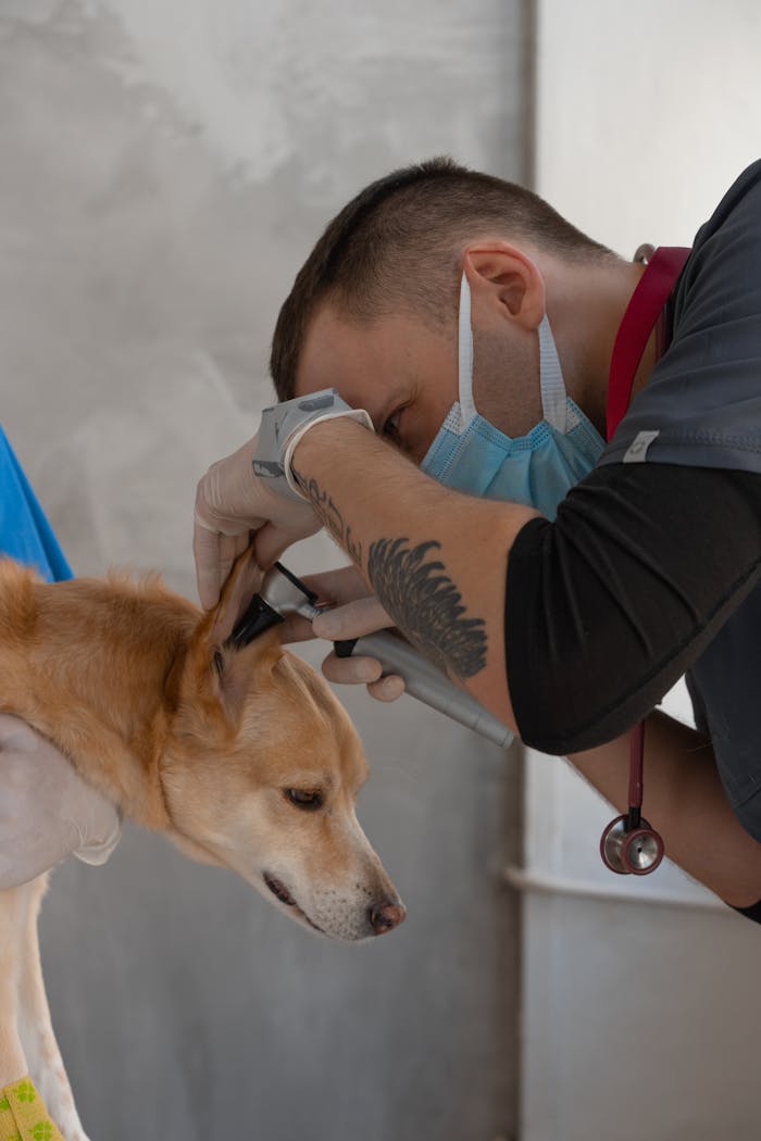 about-04 Veterinarian wearing mask examines a dog's ear with precision. Professional care in a clinic setting.